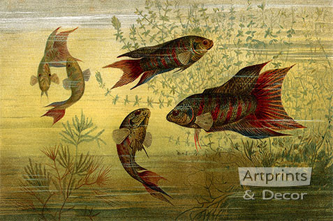 Fish Aquarium - Framed Art Print