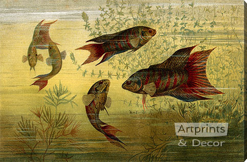 Fish Aquarium - Stretched Canvas Art Print