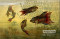 Fish Aquarium - Stretched Canvas Art Print