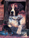St Bernard in Dog House - Art Print