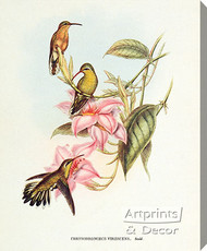 Chrysobronchus Virescens by John Gould - Stretched Canvas Art Print