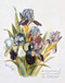 Purple Irises by Paul de Longpre - Framed Art Print
