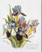 Purple Irises by Paul de Longpre - Stretched Canvas Art Print