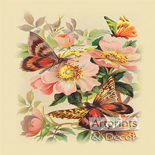 Butterflies & Wild Roses - Framed Art Print