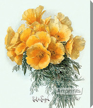 Yellow Poppies by Paul de Longpre - Stretched Canvas Art Print