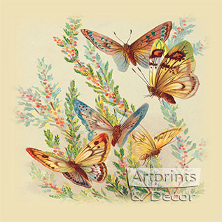 Butterflies & Cape Heath - Framed Art Print