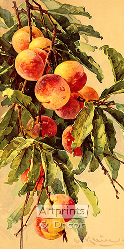 Peaches by Catherine Klein - Art Print