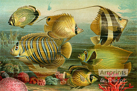Coral Reef Fish - Framed Art Print