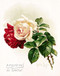 White and Crimson Roses by Paul de Longpre - Framed Art Print