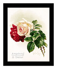White and Crimson Roses - Framed Art Print