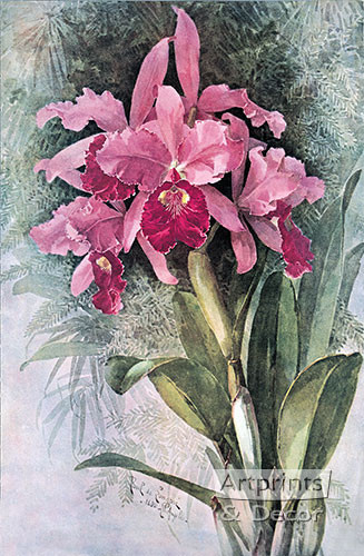 Orchids by Paul de Longpre - Framed Art Print