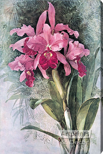 Orchids by Paul de Longpre - Stretched Canvas Art Print