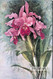 Orchids by Paul de Longpre - Stretched Canvas Art Print