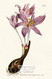 Flowered Meadow Saffron by William Curtis Botanical Magazine - Framed Art Print
