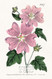 Great Flowered Lavatera by William Curtis Botanical Magazine - Framed Art Print