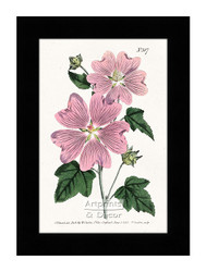 Great Flowered Lavatera - Framed Art Print*