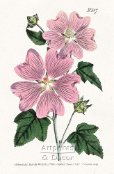Great Flowered Lavatera by William Curtis Botanical Magazine - Art Print