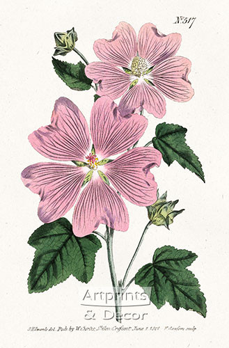 Great Flowered Lavatera by William Curtis Botanical Magazine - Art Print