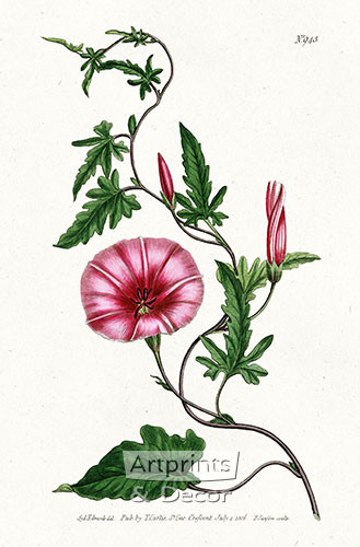 Bryony - Leaved Bindweed by William Curtis Botanical Magazine - Framed Art Print
