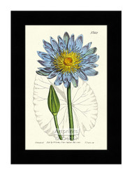 Blue Water Lily, Framed Art Print by William Curtis