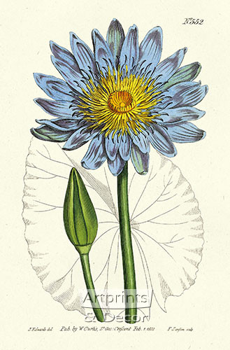 Blue Water Lily by William Curtis Botanical Magazine - Art Print