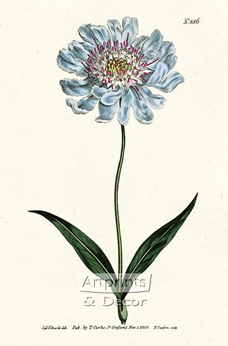 Scabiosa Caucasea by William Curtis Botanical Magazine - Framed Art Print