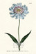 Scabiosa Caucasea by William Curtis Botanical Magazine - Art Print
