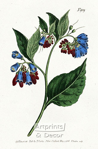 Prickley Comfrey, Art Print by William Curtis Botanical Magazine