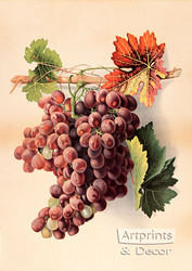 Grapes - Art Print