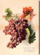 Grapes - Stretched Canvas Art Print