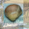 Tranquil Shell by Todd Williams - Framed Art Print