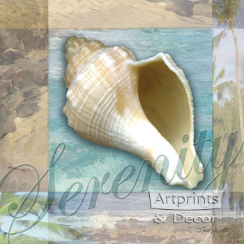 Serenity Shell by Todd Williams - Framed Art Print
