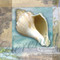 Serenity Shell by Todd Williams - Framed Art Print
