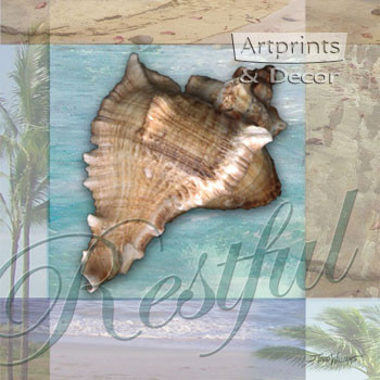 Restful Shell by Todd Williams - Framed Art Print