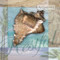 Restful Shell by Todd Williams - Framed Art Print