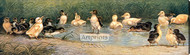 Ducklings Take a Dip by W.M. Cary - Stretched Canvas Art Print