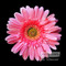 Pink Gerbera Daisy by Sandra Kuck - Framed Art Print