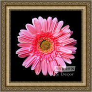 Pink Gerbera Daisy - Framed Art Print