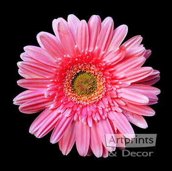 Pink Gerbera Daisy, Art Print by Sandra Kuck at ArtPrintsAndDecor.com
