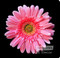 Pink Gerbera Daisy by Sandra Kuck - Stretched Canvas Art Print