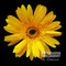 Yellow Gerbera Daisy by Sandra Kuck - Art Print