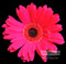 Strawberry Pink Gerbera Daisy by Sandra Kuck - Framed Art Print