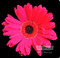 Strawberry Pink Gerbera Daisy by Sandra Kuck - Stretched Canvas Art Print