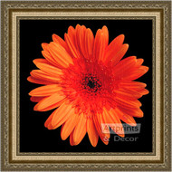 Orange Gerbera Daisy - Framed Art Print