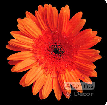 Orange Gerbera Daisy by Sandra Kuck - Stretched Canvas Art Print