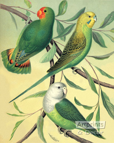Love Birds by W Rutledge - Framed Art Print