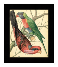Two Colorful Lory Birds - Framed Art Print