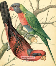 Two Colorful Lory Birds by W Rutledge - Art Print