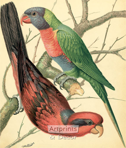 Two Colorful Lory Birds by W Rutledge - Art Print