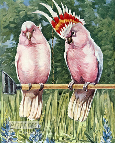 Cockatoos Parrot by Albert Kaye - Framed Art Print